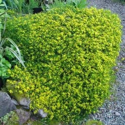 Genista Pilosa Vancouver Gold - Genêt Poilu