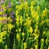 Genista Sagittalis - Genêt Ailé -Promesse de Fleurs Magasin Genista sagittalis 84603 1
