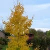 Ginkgo Biloba Fastigiata Gold Flame - Arbre Aux Quarante écus -Promesse de Fleurs Magasin Ginkgo Biloba fastigiata Gold Flame LD 16550 1