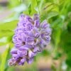 Glycine Frutescens - Wisteria Frutescens -Promesse de Fleurs Magasin Glycine frutescens Wisteria frutescens copyright 1009311 1