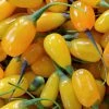 Goji Amber Sweet - Lycium Barbarum -Promesse de Fleurs Magasin Goji Amber Sweet Lycium barbarum 84993 1