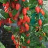 Goji Big Lifeberry - Lycium Barbarum -Promesse de Fleurs Magasin Goji Big Lifeberry 78426 1 1