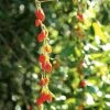 Goji Instant Success - Lycium Barbarum -Promesse de Fleurs Magasin Goji Instant Success 78111 1