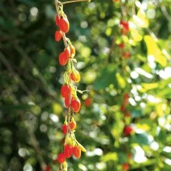 Goji Instant Success - Lycium Barbarum