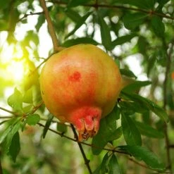 Grenadier à Fruits - Punica Granatum Mollar De Elche