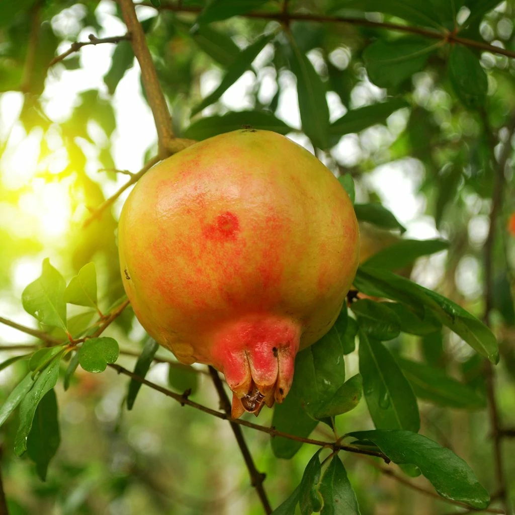 Grenadier à Fruits - Punica Granatum Mollar De Elche 3 Grenadier à Fruits - Punica Granatum Mollar De Elche