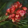 Grevillea Johnsonii
