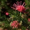 Grevillea Juniperina 2 Grevillea Juniperina -Promesse de Fleurs Magasin Grevillea juniperina 83329 1