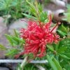 Grevillea Juniperina New Blood -Promesse de Fleurs Magasin Grevillea juniperina New Blood 86094 1