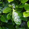 Griselinia Littoralis Emerald - Griselinie Du Littoral 2 Griselinia Littoralis Emerald - Griselinie Du Littoral -Promesse de Fleurs Magasin Griselinia littoralis Emerald 83336 1