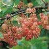 Groseillier à Grappes Gloire Des Sablons Rose -Promesse de Fleurs Magasin Groseillier a grappes Gloire des Sablons rose 78422 1 1