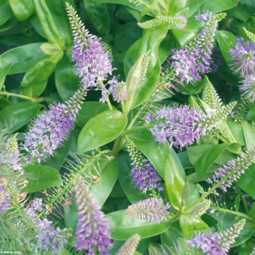 Hebe Ouessant - Véronique Arbustive 3 Hebe Ouessant - Véronique Arbustive