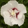 Hibiscus Syriacus French Point - Althéa à Fleurs Doubles -Promesse de Fleurs Magasin HIBISCUS FRENCH POINT 781967 1