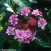 Hortensia - Hydrangea Macrophylla Etoile Violette -Promesse de Fleurs Magasin HORTENSIA ETOILE VIOLETTE 9523 1