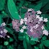 Hortensia - Hydrangea Aspera Villosa -Promesse de Fleurs Magasin HORTENSIA villosa 67849 1