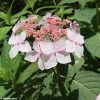 Hortensia - Hydrangea Serrata Grayswood -Promesse de Fleurs Magasin HYDRANGEA SERRATA GRAYSWOOD 781676 1