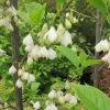 Halesia Carolina - Arbre Aux Cloches D'argent -Promesse de Fleurs Magasin Halesia Carolina 9657 1