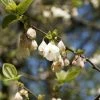 Halesia Carolina UConn - Arbre Aux Cloches D'argent -Promesse de Fleurs Magasin Halesia carolina UConn copyright 16590 1