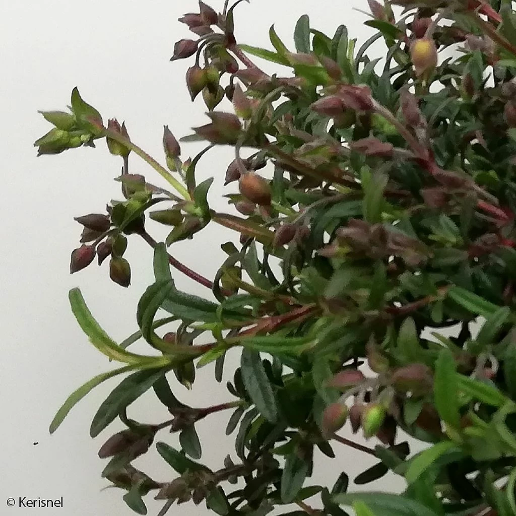 Halimiocistus Sahucii - Halimiociste De Sahuc 3 Halimiocistus Sahucii - Halimiociste De Sahuc