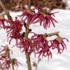 Hamamelis Vernalis Washington Park -Promesse de Fleurs Magasin Hamamelis Washington Park 16334 1