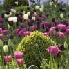 Harmonie De Tulipes Clair Obscur -Promesse de Fleurs Magasin Harmonie Clair Obscur Jardin Ulting Wick Clive Nichols MAP 68232 1