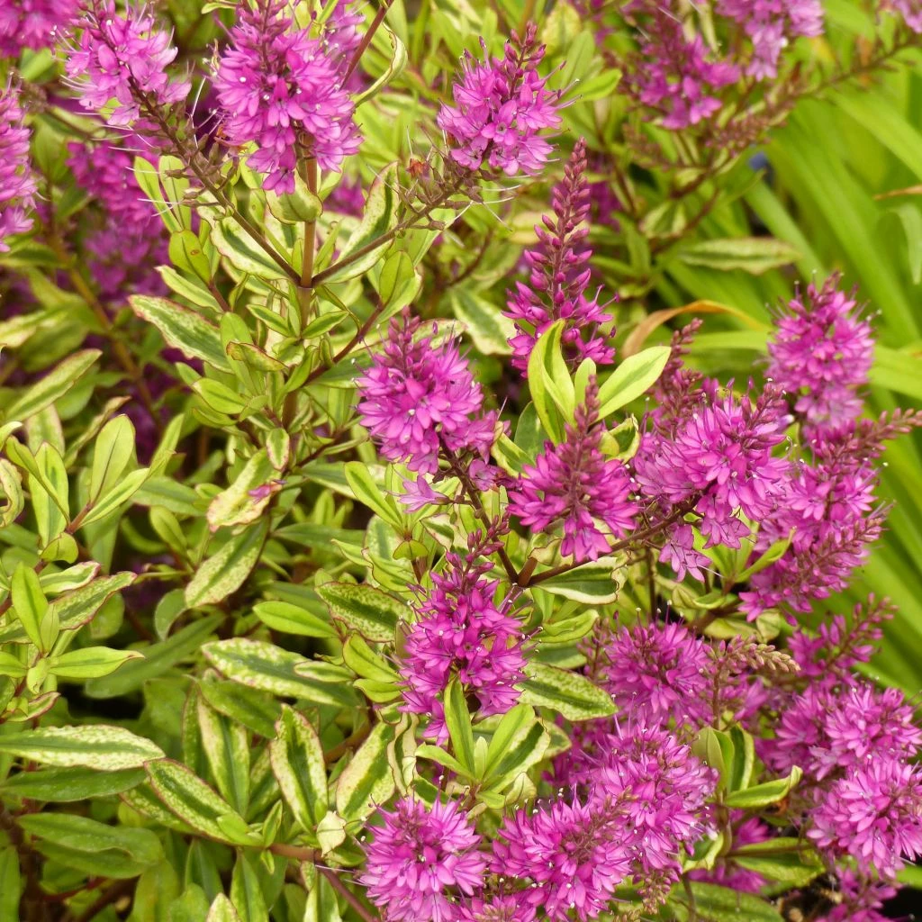 Hebe Celebration - Véronique Arbustive 3 Hebe Celebration - Véronique Arbustive