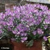 Hebe Garden Beauty Purple - Véronique Arbustive 1 Hebe Garden Beauty Purple - Véronique Arbustive -Promesse de Fleurs Magasin Hebe Garden Beauty Purple 88807 1
