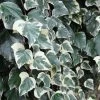 Lierre Des Canaries - Hedera Algeriensis Gloire De Marengo