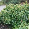 Lierre Arbustif - Hedera Helix Arbori Compact -Promesse de Fleurs Magasin Hedera helix Arbori Compact 88605 1 1