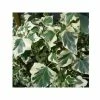 Lierre Commun - Hedera Helix Marginata Elegantissima 2 Lierre Commun - Hedera Helix Marginata Elegantissima -Promesse de Fleurs Magasin Hedera helix Marginata Elegantissima 83633 1