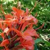 Hedychium Rubrum (deceptum) - Gingembre D'ornement 2 Hedychium Rubrum (deceptum) - Gingembre D'ornement -Promesse de Fleurs Magasin Hedychium rubrum deceptum Gingembre d ornement V 18042 1