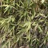Hibanobambusa Tranquillans Shiroshima - Petit Bambou -Promesse de Fleurs Magasin Hibanobambusa tranquillans Shiroshima 84903 1