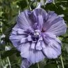 Hibiscus Syriacus Blue Chiffon - Althea Bleu Double -Promesse de Fleurs Magasin Hibiscus Blue Chiffon copyright 95092 1 1
