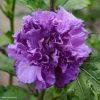 Hibiscus French Cabaret Purple - Althéa Double Violette -Promesse de Fleurs Magasin Hibiscus French Cabaret Purple 81303 1