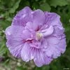 Hibiscus Syriacus Lavender Chiffon - Althéa Rose -Promesse de Fleurs Magasin Hibiscus Lavender Chiffon copyright 754511 1 2