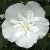 Hibiscus Syriacus White Chiffon - Althéa Blanc Double -Promesse de Fleurs Magasin Hibiscus White Chiffon copyright 75441 1 2