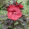 Hibiscus Moscheutos Geant Red - Hibiscus Des Marais En Pot De 1L/1,5L -Promesse de Fleurs Magasin Hibiscus moscheutos Geant Red Hibiscus des marais en pot de 1L15L IF 15637 1