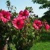 Hibiscus Moscheutos PLANET Griotte - Hibiscus Des Marais 1 Hibiscus Moscheutos PLANET Griotte - Hibiscus Des Marais -Promesse de Fleurs Magasin Hibiscus moscheutos PLANET Griotte TANGRI 82331 1
