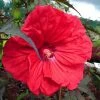 Hibiscus Moscheutos Red Wine - Hibiscus Des Marais -Promesse de Fleurs Magasin Hibiscus moscheutos Red Wine 100639 1