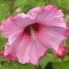 Hibiscus Moscheutos Sweet Caroline - Hibiscus Des Marais -Promesse de Fleurs Magasin Hibiscus moscheutos Sweet Caroline 83350 1