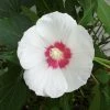 Hibiscus Paramutabilis -Promesse de Fleurs Magasin Hibiscus paramutabilis 84094 1