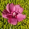 Hibiscus Syriacus Flower Tower Ruby - Althea 2 Hibiscus Syriacus Flower Tower Ruby - Althea -Promesse de Fleurs Magasin Hibiscus syriacus Flower Tower Ruby Althea rose rouge fonce copyright 179010 1