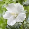 Hibiscus Syriacus Flower Tower White - Althea Blanc -Promesse de Fleurs Magasin Hibiscus syriacus Flower Tower White Gandini van Aart Althea blanc copyright 17191 1