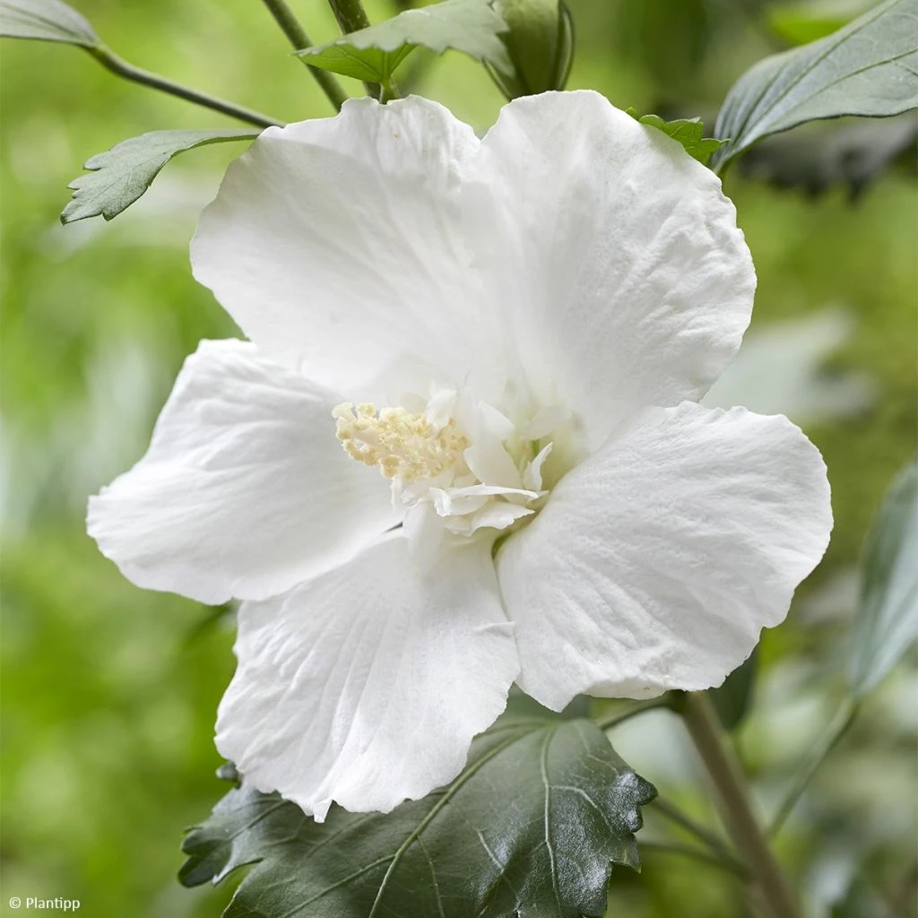 Hibiscus Syriacus Flower Tower White - Althea Blanc 3 Hibiscus Syriacus Flower Tower White - Althea Blanc