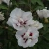 Hibiscus Syriacus Lady Stanley - Althéa Semi-double Bicolore -Promesse de Fleurs Magasin Hibiscus syriacus Lady Stanley 81337 1