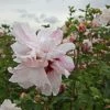 Hibiscus Syriacus Leopoldii - Althea En Arbre -Promesse de Fleurs Magasin Hibiscus syriacus Leopoldii 100642 1