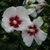 Hibiscus Syriacus Shintaeyang - Althéa Blanc à Coeur Rouge Cerise 1 Hibiscus Syriacus Shintaeyang - Althéa Blanc à Coeur Rouge Cerise -Promesse de Fleurs Magasin Hibiscus syriacus Shintaeyang 81338 1