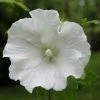 Hibiscus Syriacus Totus Albus - Althéa Blanc Pur. 1 Hibiscus Syriacus Totus Albus - Althéa Blanc Pur. -Promesse de Fleurs Magasin Hibiscus syriacus Totus Albus 84095 1