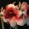 Amaryllis Charisma -Promesse de Fleurs Magasin Hippeastrum Charisma ld ukhviid 56965 1