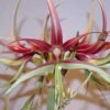 Amaryllis Chico -Promesse de Fleurs Magasin Hippeastrum chico ld ukhviid 56969 1